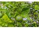 Close-up of a lime on the tree at 1814 Pinyon Pine Dr, Sarasota, FL 34240