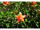 Close-up of vibrant orange hibiscus bloom in lush greenery at 24141 Green Heron Dr # 23, Punta Gorda, FL 33980
