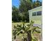 This backyard features a lawn with sparse vegetation and a cactus at 805 S Green Cir, Venice, FL 34285