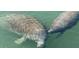 Two manatees in the water. Beautiful wildlife in the area at 805 S Green Cir, Venice, FL 34285