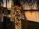 Palm trees adorned with festive lights create a magical ambiance, perfect for evening enjoyment at 29211 Picador St, Punta Gorda, FL 33982
