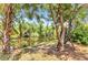 Waterfront backyard featuring mature trees, lush greenery, and a tranquil view of the river at 3400 Allapatchee Dr, Punta Gorda, FL 33950