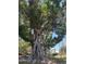 A large, beautiful banyan tree in a park-like setting, providing shade and natural beauty at 618 Bird Bay S Dr # 109, Venice, FL 34285