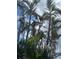 Scenic upward view of tall palm trees set against a partly cloudy blue sky at 618 Bird Bay S Dr # 109, Venice, FL 34285