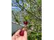 Close-up of two ripe Barbados Cherries, also known as Acerola, held by a hand in a garden setting at 2321 Dallas St, Port Charlotte, FL 33952