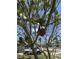 A close up of a ripe mango growing on a tree with a car in the background at 2321 Dallas St, Port Charlotte, FL 33952