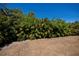 Backyard lined with mature, lush tropical foliage, offering privacy and a serene outdoor setting at 4339 Boggs St, Port Charlotte, FL 33948