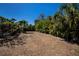 Expansive, partially cleared backyard space bordered by tall, mature trees offering potential for customization at 4339 Boggs St, Port Charlotte, FL 33948