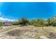 Backyard featuring a shed surrounded by dense vegetation and a clothesline at 219 Martin Ne Dr, Port Charlotte, FL 33952