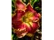 A beautiful bi-color daylily featuring deep red and yellow hues, enhancing the garden's visual appeal at 4443 Abcor Rd, North Port, FL 34286