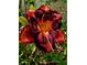 Close-up of a vibrant daylily flower with striking burgundy and orange petals in a lush garden setting at 4443 Abcor Rd, North Port, FL 34286