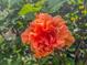 Radiant coral hibiscus flower with delicately ruffled petals amidst a backdrop of verdant foliage, enhancing the garden's charm at 4443 Abcor Rd, North Port, FL 34286