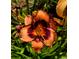Vibrant orange and burgundy daylily with black trim, surrounded by lush greenery, enhancing the property's natural appeal at 4443 Abcor Rd, North Port, FL 34286