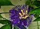 Striking passion flower boasting intricate purple filaments and vibrant yellow accents, surrounded by lush green foliage at 4443 Abcor Rd, North Port, FL 34286