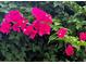 Lush bougainvillea blossoms in magenta hues, contrasting beautifully against the vibrant green foliage, adding curb appeal at 4443 Abcor Rd, North Port, FL 34286