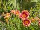 Close up of a vibrant daylily in bloom at 4443 Abcor Rd, North Port, FL 34286