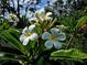 Elegant white plumeria blooms with sunny yellow centers against lush foliage, enhance the yard's tropical beauty at 4443 Abcor Rd, North Port, FL 34286