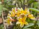 Close up of white and yellow plumeria flowers at 4443 Abcor Rd, North Port, FL 34286