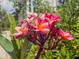 Close up of pink and orange plumeria flowers at 4443 Abcor Rd, North Port, FL 34286