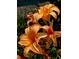 A cluster of sunset-hued daylilies with graceful petals, adding warm color to the garden landscape at 4443 Abcor Rd, North Port, FL 34286