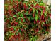 Vibrant chenille plant displaying bright red, soft, and fuzzy flower spikes against a backdrop of lush green leaves at 4443 Abcor Rd, North Port, FL 34286