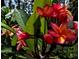 Tropical Plumeria flowers displaying warm red hues, and green leaves. Adding an exotic flair to the property at 4443 Abcor Rd, North Port, FL 34286