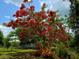 Backyard featuring a beautiful Poinciana tree with bright red flowers at 4443 Abcor Rd, North Port, FL 34286