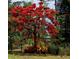Backyard featuring a beautiful Poinciana tree with bright red flowers at 4443 Abcor Rd, North Port, FL 34286