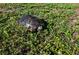 A turtle wanders in the yard amongst lush foliage under the warm sunlight at 2271 Alton Rd, Port Charlotte, FL 33952