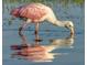 Beautiful roseate spoonbill wading in shallow water, showcasing local wildlife in a natural habitat at 5727 Beechwood St, Punta Gorda, FL 33982