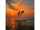 Playful dolphins leaping out of the water at sunset, capturing a magical moment of marine life at 5727 Beechwood St, Punta Gorda, FL 33982