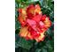 Close-up of a vibrant red and yellow hibiscus flower, showcasing tropical beauty and color at 5727 Beechwood St, Punta Gorda, FL 33982