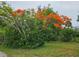 Lush green landscape featuring a vibrant tree with bright orange flowers, adding a pop of color to the property at 5727 Beechwood St, Punta Gorda, FL 33982
