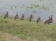 A picturesque view of whistling ducks along the edge of a lake with grassy shoreline at 18335 Oxford Ave, Port Charlotte, FL 33948