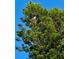 An eagle perched in a tall, lush green tree against a clear blue sky backdrop at 24398 Treasure Island Blvd, Punta Gorda, FL 33955