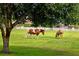Beautiful horses grazing on a lush green property, surrounded by a white fence and mature trees at 5221 Blackjack Cir, Punta Gorda, FL 33982