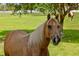 Close up of a tan horse on a beautiful property with lush green grass and trees at 5221 Blackjack Cir, Punta Gorda, FL 33982