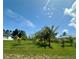 Large, private backyard with palm trees at 21287 Birwood Ave, Port Charlotte, FL 33954