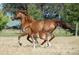 Beautiful image of a mother horse and foal running in an open field. Perfect for horse enthusiasts at 5950 Cypress Grove Cir, Punta Gorda, FL 33982