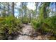 Wooded driveway with lush greenery leading to the beautiful home, offering privacy and a natural setting at 8312 Acorn Blvd, Punta Gorda, FL 33982