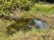 View of a pond surrounded by tall grasses and foliage on a sunny day at 6594 Buckboard St, North Port, FL 34291