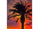 Silhouette of a palm tree against a colorful sunset at 745 Coral Way, Englewood, FL 34223