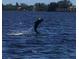 Dolphin jumping out of water at 745 Coral Way, Englewood, FL 34223