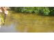 School of fish swimming in the calm canal water at 120 Barracuda Dr, Placida, FL 33946