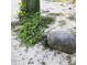 Gopher tortoise in front yard at 8934 Gulf St, Placida, FL 33946