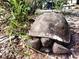 Large gopher tortoise in its natural habitat at 431 Kettle Harbor Dr, Placida, FL 33946