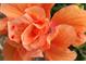 Close-up of a vibrant coral hibiscus flower at 431 Kettle Harbor Dr, Placida, FL 33946
