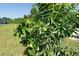 Lush lime tree with green limes growing in the backyard at 11042 Carnegie Ave, Englewood, FL 34224