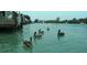 Pelicans swimming in the water near a dock and boats at 3862 59Th W Ave, Bradenton, FL 34210