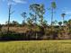 Natural Florida landscape with various trees at 19060 Moscato Ct, Venice, FL 34293